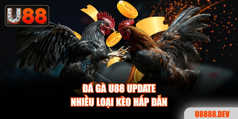 Đá gà U88 update nhiều loại kèo hấp dẫn